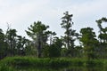 Still Waters in the Swamps of Southern Louisiana`s Bayou