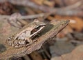Still Wood Frog Royalty Free Stock Photo