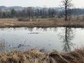 Stille Reuss or Stilli RÃÂ¼ss Stilli Ruess in the natural protection zone Aargau Reuss river plain / Naturschutzzone Auen Royalty Free Stock Photo