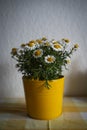 Stillife of daisies in yellow flower pot Royalty Free Stock Photo