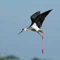 Stilt alight Royalty Free Stock Photo