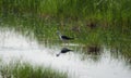 Stilt bird in search for food