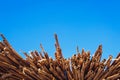 Stilt bulrush against blue sky. Royalty Free Stock Photo