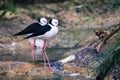 Stilt is a common name for several species of birds in the family Recurvirostridae, which also includes those known as avocets Royalty Free Stock Photo