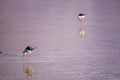 Stilt in the Eilat Ornithological Park