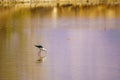 Stilt in the Eilat Ornithological Park