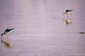 Stilt in the Eilat Ornithological Park