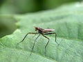 Stilt-legged Fly Royalty Free Stock Photo