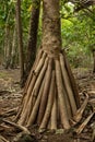 Stilt roots of Pandanus palm Pandanus utilis, Ile aux Aigrettes, Mauritius Royalty Free Stock Photo