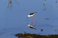 Stilt of Sri Lanka