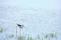 Stilt walker is a bird of the shiloklyuvkov family, listed in the Red Book.Bird with long legs and beak walks water