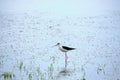 Stilt walker is a bird of the shiloklyuvkov family, listed in the Red Book.Bird with long legs and beak walks water