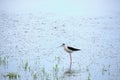 Stilt walker is a bird of the shiloklyuvkov family, listed in the Red Book.Bird with long legs and beak walks water