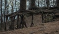 Stilted trees with bare roots in a northern dark pine forest Royalty Free Stock Photo