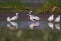 Stilts and Little and Intermediate egrets fishing in a pond