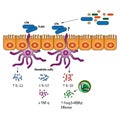 Stimulation of the Regulatory T cells illustration