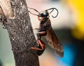 sting bee Royalty Free Stock Photo