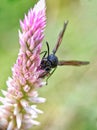 sting bee Royalty Free Stock Photo