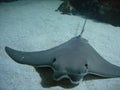 Sting Ray