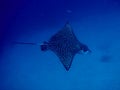 Sting ray in blue waters Royalty Free Stock Photo