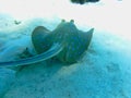 a sting ray on the ground Royalty Free Stock Photo