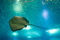 Sting Ray underwater Royalty Free Stock Photo