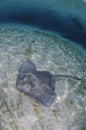 Sting Ray on Sandy Bottom of Bahamas Royalty Free Stock Photo