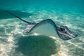 sting ray in the shallow water of Moorea lagoon Royalty Free Stock Photo