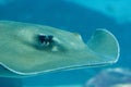 Sting ray swimming