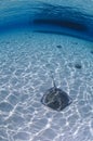 Sting Ray Swimming on Sandy Bottom of Bahamas Royalty Free Stock Photo