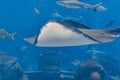 Sting ray swimming underwater. The short-tail stingray or smooth stingray Bathytoshia brevicaudata is a common species of sting- Royalty Free Stock Photo