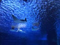 Sting ray at two oceans aquarium cape town Royalty Free Stock Photo