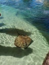 Sting Rays @ Irukandji Shark & Ray Encounters, Anna Bay, Australia