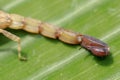 Sting and venom at the tip of Israeli Yellow Scorpion stinger and tail. Leiurus hebraeus, the Hebrew deathstalker. A deadly