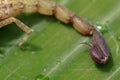 Sting and venom at the tip of Israeli Yellow Scorpion stinger and tail. Leiurus hebraeus, the Hebrew deathstalker. A deadly