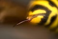 Sting of wasp