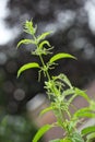 Stinger Nettles Wildflower