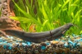 Stinging catfish in freshwater aquarium Royalty Free Stock Photo