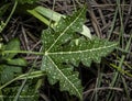 Stinging Hairs of a Finger Rot Plant