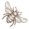 Stinging insect, bee isolated sketch, striped bug Royalty Free Stock Photo