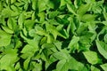 stinging leaves nettle. stinging nettle. background. Royalty Free Stock Photo