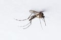 Stinging mosquito isolated