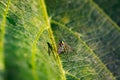 A stinging mosquito in the tropics of Mauritius poses a health hazard and makes a stop on a leaf