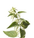 Stinging Nettle