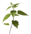 Stinging Nettle Royalty Free Stock Photo