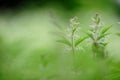 Stinging nettle Urtica dioica in the field Royalty Free Stock Photo