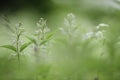 Stinging nettle Urtica dioica in the field Royalty Free Stock Photo