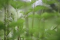 Stinging nettle Urtica dioica in the field Royalty Free Stock Photo