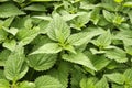 Stinging nettle Royalty Free Stock Photo