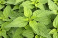 Stinging nettle